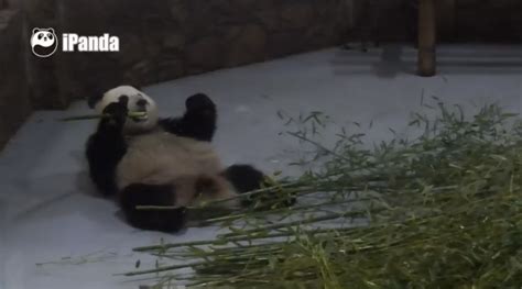 Watch Pandas In Real Time With These Live Pandacams
