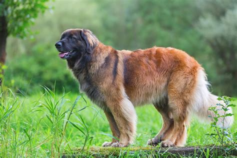 Die 10 Größten Und Schwersten Hunderassen Herz Fuer Tierede
