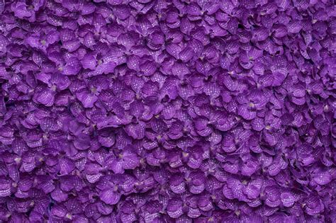 Images Texture Orchid Violet Petals Flower