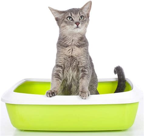 112m consumers helped this year. Best Cat Litter For Odor Control - Reviews And Great Tips