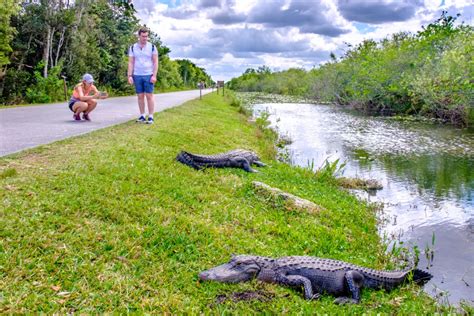 Youve Gotta See This Shark Valley In The Florida Everglades
