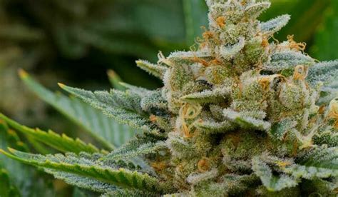 Stardawg Strain Information And Review