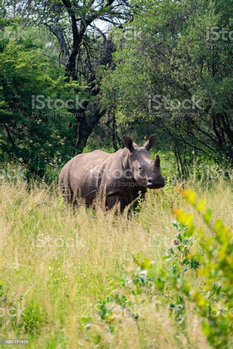 White Rhinoceros One Of African Big Five Game Or The Five Most