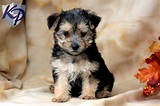 Southern Il Craigslist Puppies | Pets Animals US