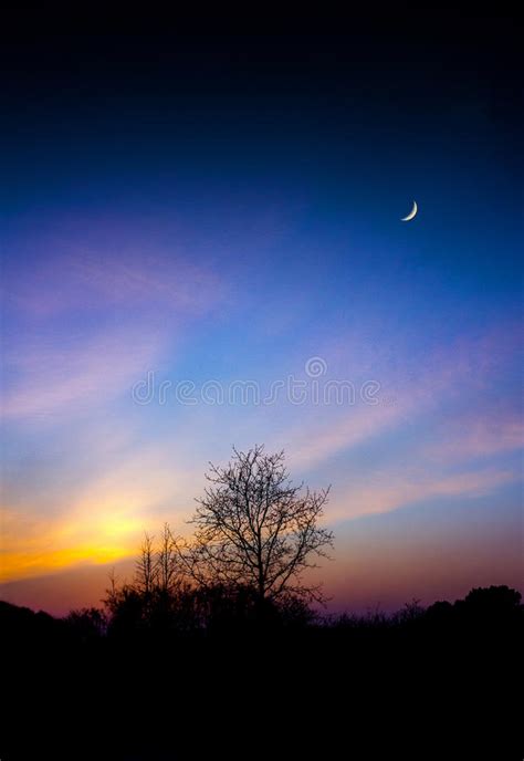 Sunset With Tree Silhouettes Stock Image Image Of Dusk
