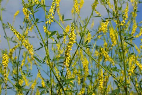 Melilot Officinalis Ribbed Melilot Melilotus Officinalis Blooms In