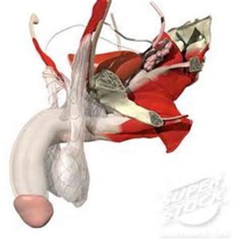 It can help you understand our world more detailed and specific. Male Anatomy Pelvic Floor Nerves - Bing Images | male ...