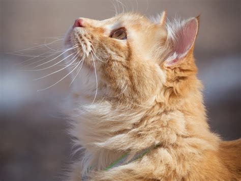 Desktop Wallpaper Feline Cat Looking Up Orange Hd Image Picture