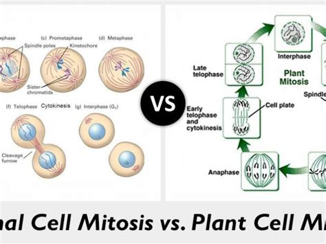 How Is Mitosis Different In Plants And Animals Animalqf