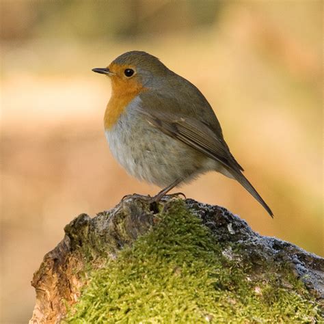 Five Things You Didnt Know About The Robin Cj Wildlife