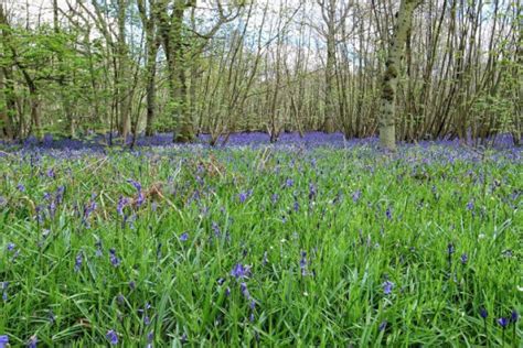 Beautiful Bluebells The Helpful Hiker