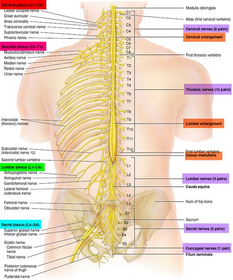Nerve Anatomy Human Body Anatomy Muscle Anatomy Spine Health Body Sexiz Pix