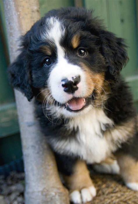 Puppies Bernese Mountain Dog Puppy Golden Mountain Dog Mountain Dogs