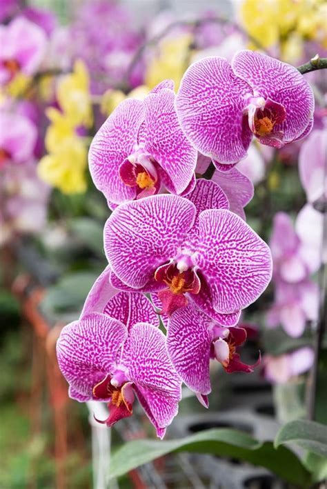 Purple Moth Orchid Phalaenopsis Bloom Stock Photo Image Of Closeup