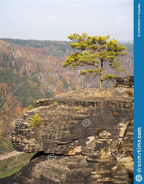 Beautiful Lonely Coniferous Tree Growing On Top Of Sandstone Rock