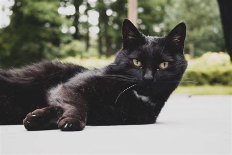 The Simple Guide To Bombay Cats Black Cat Breeds Cats Bombay Cat