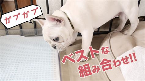 Mitchie m (music, lyrics)tsukasa ryugu (illust)tosao (video). 最新のHD 犬 トイレ メッシュ - トップ100以上の画像写真
