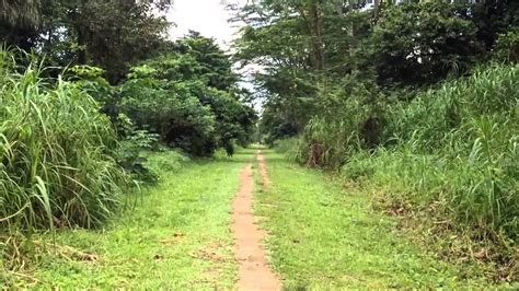 No group will benefit from this largesse more than singapore runners. Malayan Railway Green Corridor @ Bukit Timah Singapore ...