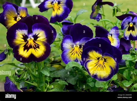 Purple And Yellow Flowers Names And Pictures Iris Plant Wikipedia
