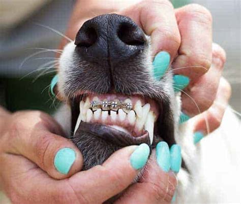 How To Correct Overbite In Dogs Assessing And Treating Your Pet S