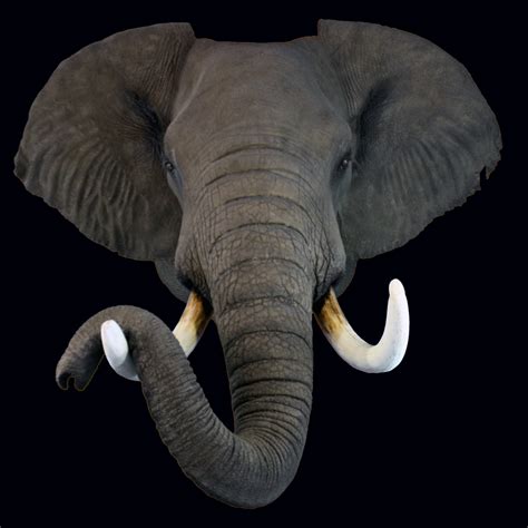 Life Form Taxidermy | Elephant
