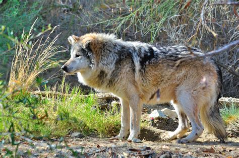 Mexican Wolf At The Living Desert Rpics