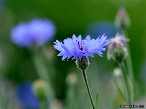 Svenska symbolerna du inte visste fanns svd. Östergötlands landskapsblomma | Rolf´s Naturfotoblogg