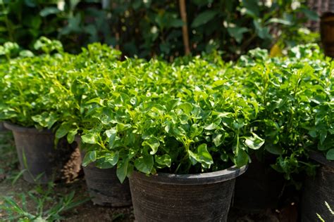 How To Grow Watercress The Most Nutrient Dense Food On The Planet