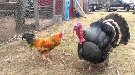 Turkey Vs Chicken Boxing Match Animal Video Worldanimal Video World