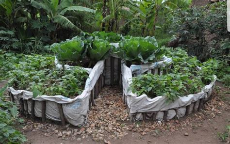 HOPE OF FAMILY Hope Of Family Successfully Constructed Kitchen Gardens For Vulnerable Families