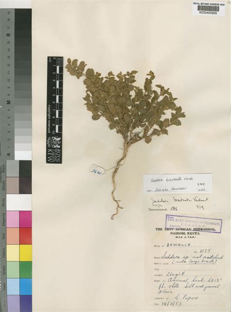 Seddera Bracteata Verdc Plants Of The World Online Kew Science