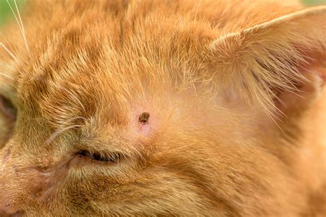 How To Check Your Cat For Ticks And Why It Is So Important Ohdeer