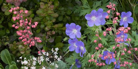 Den blütenreichtum und die vielfalt der arten gibt es sonst nur noch bei. Stauden: Attraktive Lückenfüller für Pflanzbeete im Garten ...