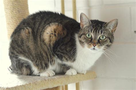 In unserem tierheim leben katzen, die aus unterschiedlichsten gründen abgegeben wurden oder herrenlos aufgefunden wurden. Tierheim Eschwege - Katzen