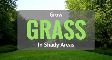 How To Grow Grass In Shady Areas My Greenery Life