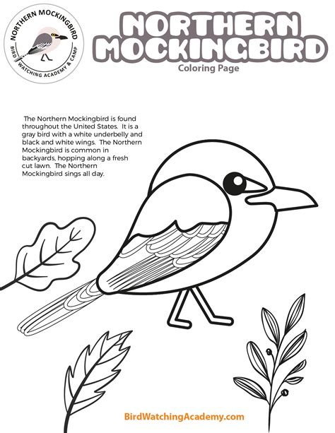 Mockingbird Coloring Page Animals Town Animals Color