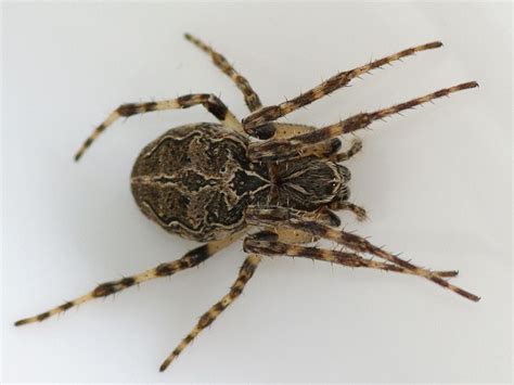28 Types Of Spiders In Illinois With Pictures Animal Hype