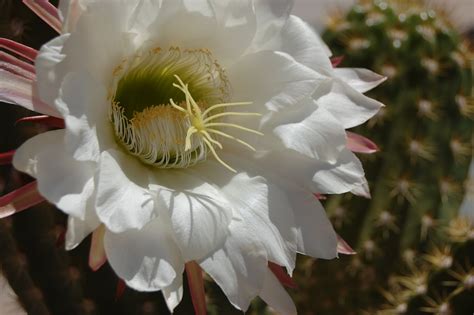 Loose Ends Knitted Ancestors Arizona Cacti Flowers