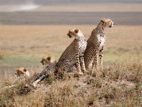 serengeti national park safaris tanzania wildlife safaris tours safaris