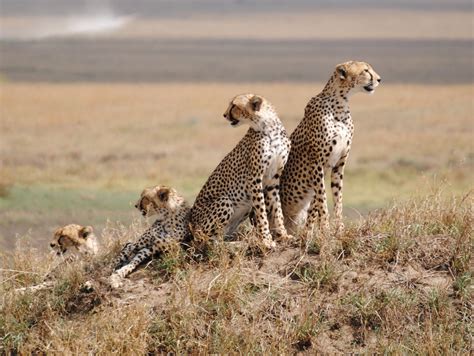Serengeti National park - Tanzania Safari Tours | Tanzania National Parks
