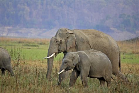 Gli Elefanti Asiatici Fanno Squadra Per Sopravvivere Agli Umani Lifegate