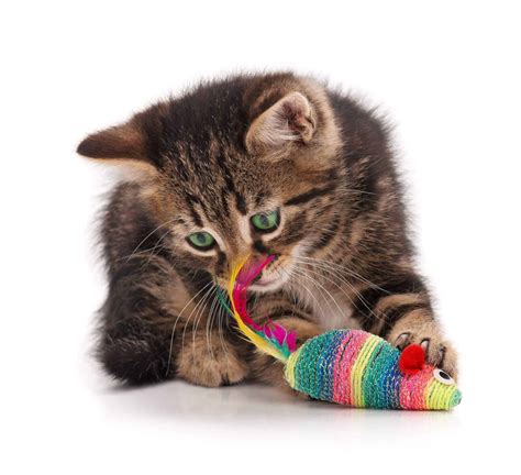 How To Make Diy Cat Toys 20 Best Ideas For Your Kitty