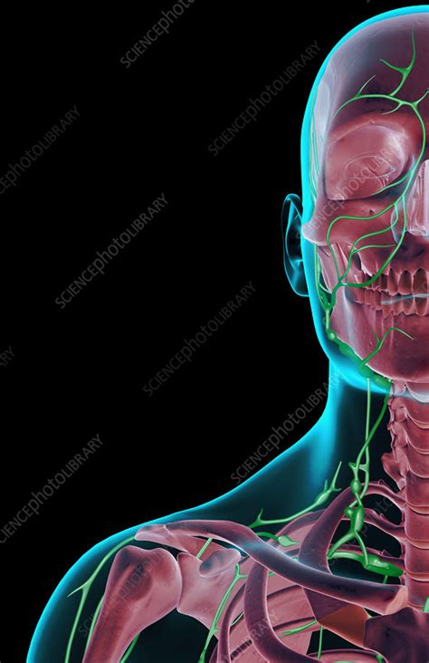 The Lymph Supply Of The Face Neck And Shoulder Stock Image F001