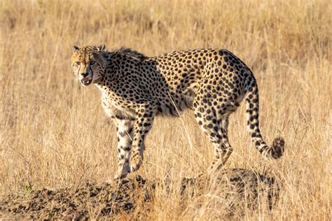 Photo Gratuite De Afrique Du Sud Animal Animal Sauvage