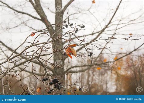 Maple Tree Branches In Autumn Park In November Stock Image Image Of