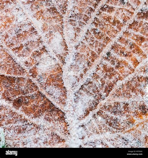 A Close Up Of Ice Crystals Formed On The Surface Of A Leaf Stock Photo