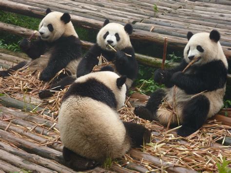 Panda Wielka Gdzie Zobaczyć Ją W Chinach Dzień W Szanghaj Zoo
