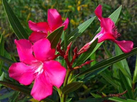 Calypso Live Semi Tropical Plant Nerium Oleander Bright Hot Pink