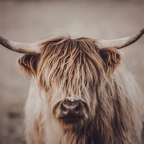 Highland Cow Print Licky Cow Highland Calf Licking Etsy Uk