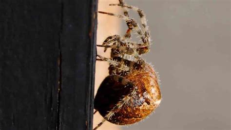 Spiders Noco Pest And Wildlife Control